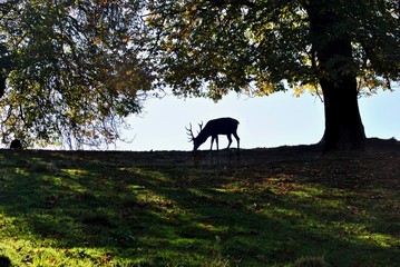 Stag Grazing 