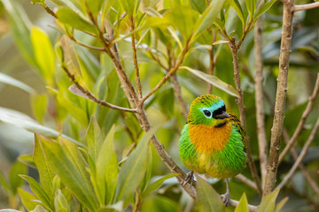 Brassy-breasted tanager - Tangara desmaresti