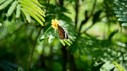 Butterfly on Singapore dailsy flower