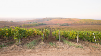 Fototapeta na wymiar Beautiful landscape of Vineyards in Tuscany. Chianti region in summer season. Italy.