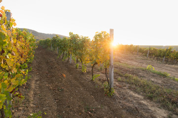 Beautiful landscape of Vineyards in Tuscany. Chianti region in summer season. Italy.