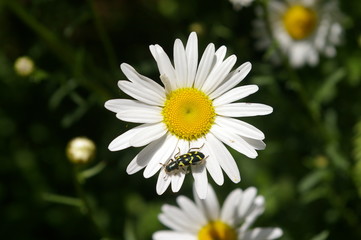 Bug on Flower