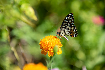 Buttery on the marigold flower