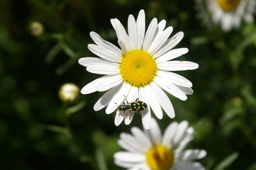 Fototapeta premium Bug on Flower