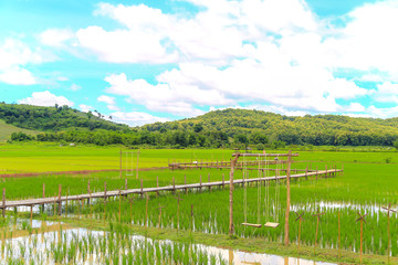 Wood bridge, Farmer planting of the rice season, be prepared for planting.