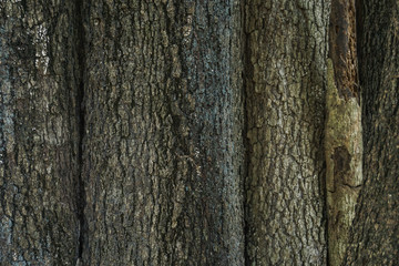 Fototapeta premium old wood background