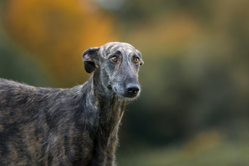 Rauhaar Galgo Portrait