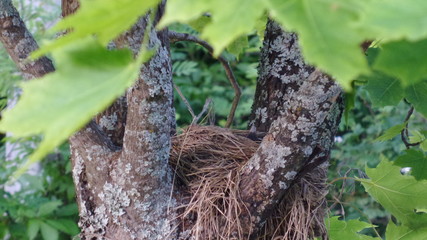 Nest with chicks