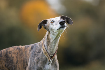 Portrait eines gestromten Galgo