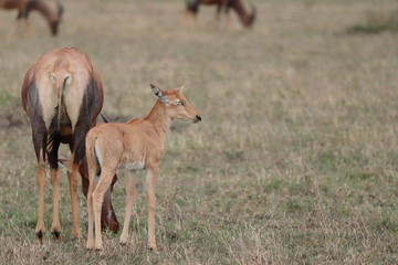 Newborn topi and its mom in the african savannah.