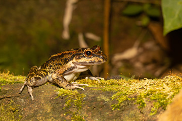 Military River Frog - Thoropa miliaris