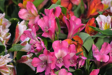 Floral business concept. Moisturizing fresh alstroemeria flowers to long-term storage in floristic store. Lovely pink, white and orange azalea with water drops, sale in flower shop closeup view.