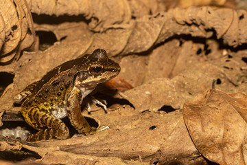 Military River Frog - Thoropa miliaris