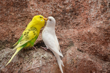 Lovebirds on branch