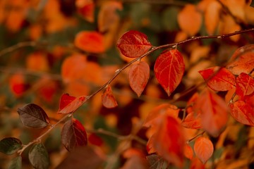 autumn leaves  colorful 