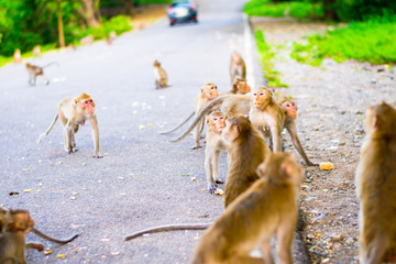 Monkeys running on the street