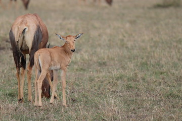 Baby topi and its mom in the african savannah.