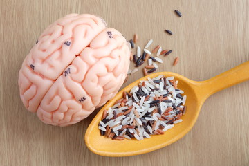 variety of rice and human brain anatomy
