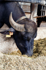 Buffalo breeding, Campania, Italy