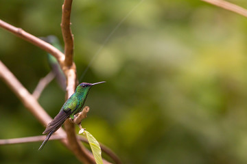 Naklejka premium Violet-capped woodnymph hummingbird - Thalurania glaucopis
