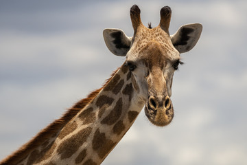 Masai giraffe in Selous Game Reserve in Tanzania