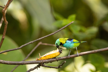Green-headed tanager - Tangara seledon