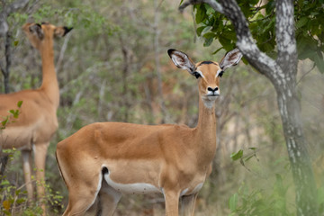 Naklejka na ściany i meble Impala antelope in Selous Game Reserve, Tanzania