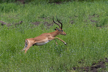  Impala antelope in Selous Game Reserve, Tanzania