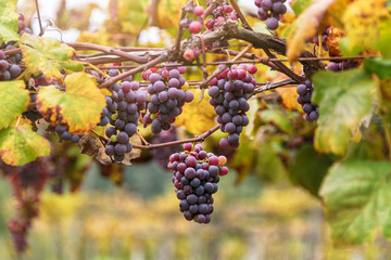 Vineyards at sunset in autumn harvest. Close up of a bunch of grapes, background. Ripe grapes in fall