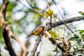 Silver-Eared Mesia  (Formal Name: Leiothrix argentauris)