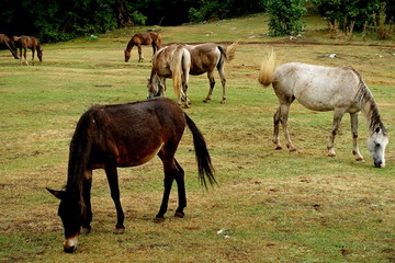 Obraz na płótnie Canvas Herd of horses in a national park on Mount Daiti in Tirana