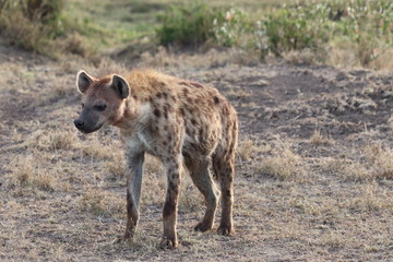 Spotted hyena (crocuta crocuta) in the african savannah.