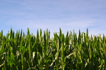Corn plantation under the summer sky