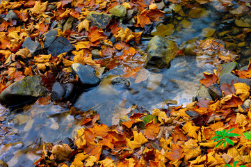 Maple leaves lie on the water in autumn.