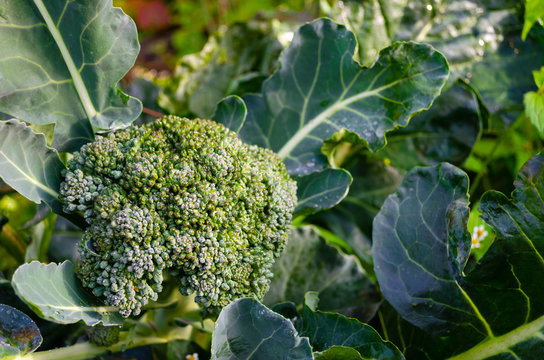 Broccoli plant with flower head,  growing in  home garden