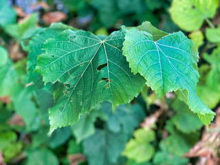 Autumn colors of tree leaves, close up with blurred background