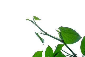 Tropical betel plant leaves on white isolated background for green foliage backdrop 