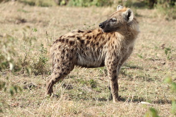 Spotted hyena (crocuta crocuta) in the african savannah.