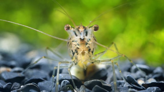 Asian glass shrimp Macrobrachium lanchesteri in aquarium