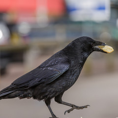 Crow eating my sandwich