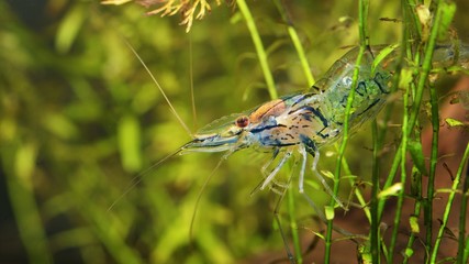 Asian glass shrimp Macrobrachium lanchesteri in aquarium