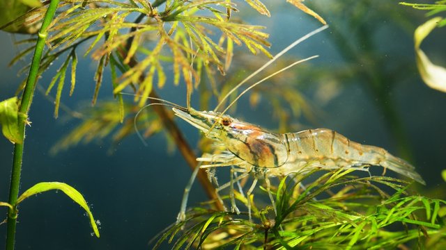 Asian glass shrimp Macrobrachium lanchesteri in aquarium