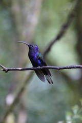 Campyloptère violet (Campylopterus hemileucurus)