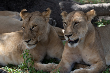 Fototapeta premium Lions in Selous Game Reserve, Tanzania