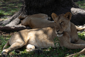 Naklejka na ściany i meble Lions in Selous Game Reserve, Tanzania