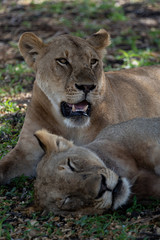Lions in Selous Game Reserve, Tanzania
