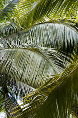 Palm tree forest in Tayrona Natural National Park, Colombia