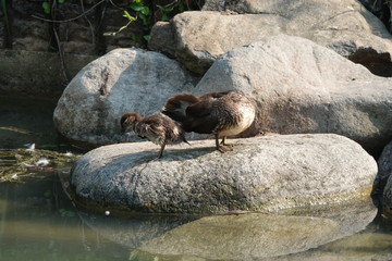 duck