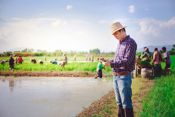 Young handsome farmer in rice field, And hold Smartphone. - 299573852