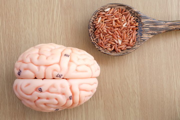 red rice and human brain anatomy 